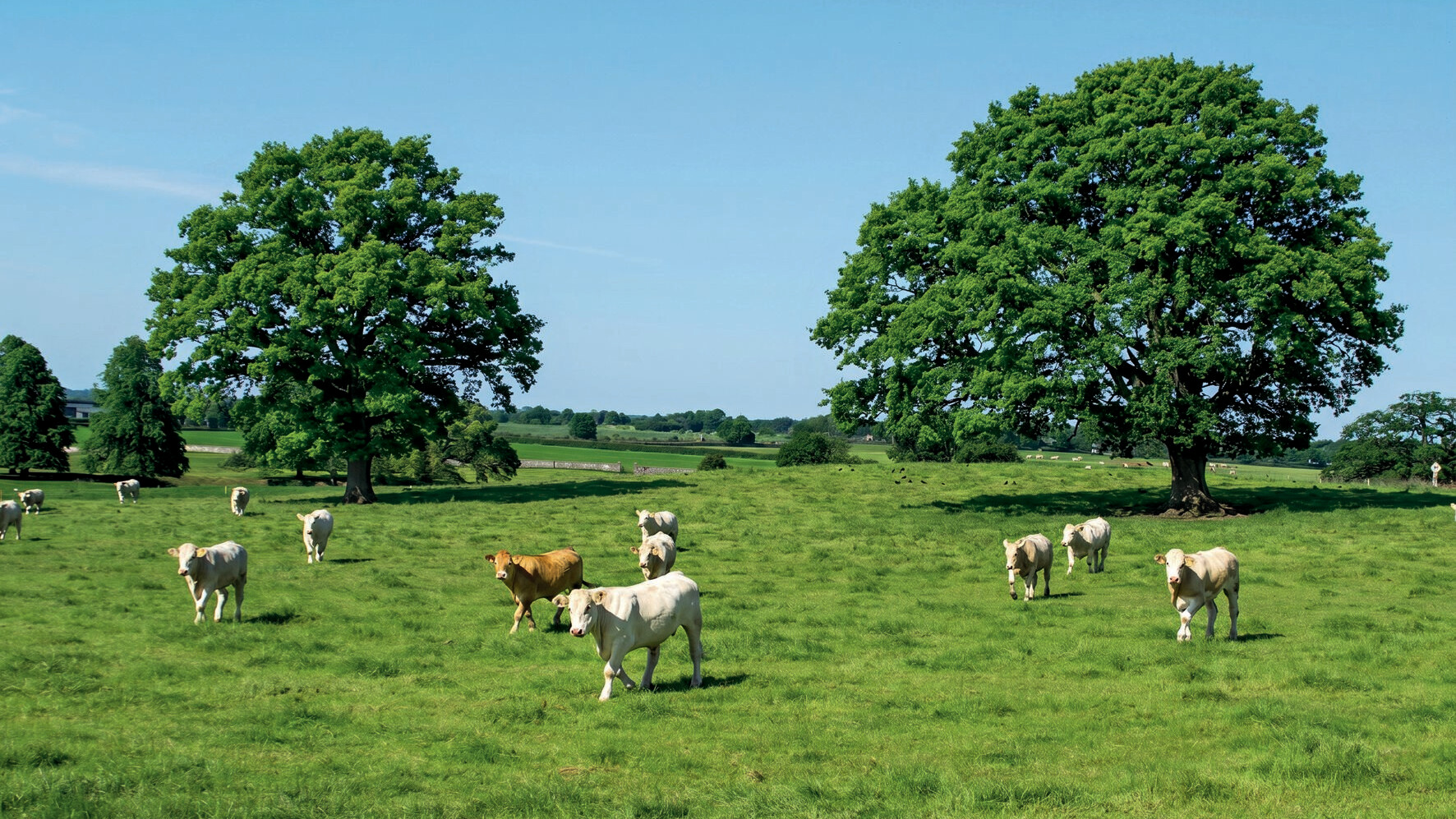 UNÜBERTOFFEN GRÜN - IRLAND